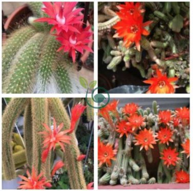 Hildewintera Aureispina Cactus 10 Seeds
