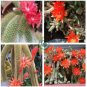 Hildewintera Aureispina Cactus 10 Seeds