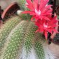 Hildewintera Aureispina Cactus 10 Seeds