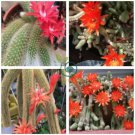 Hildewintera Aureispina Cactus 200 Seeds