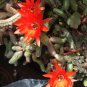 Hildewintera Aureispina Cactus 200 Seeds