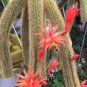 Hildewintera Aureispina Cactus 200 Seeds
