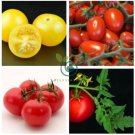24 KINDS Tomato Seeds mixed packed  400 Seeds