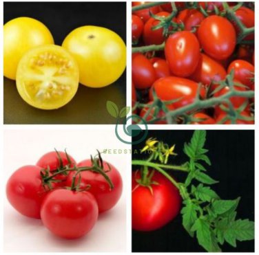 24 KINDS Tomato Seeds mixed packed  400 Seeds