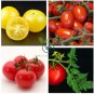 24 KINDS Tomato Seeds mixed packed  400 Seeds