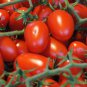 24 KINDS Tomato Seeds mixed packed  400 Seeds