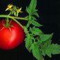 24 KINDS Tomato Seeds mixed packed 400 Seeds