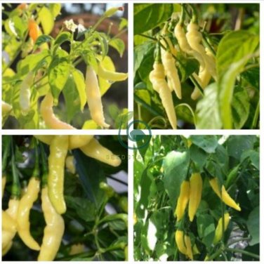 Aribibi Gusano Pepper Bolivian Chili Super Hot Caterpillar Pepper 200 Seeds