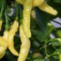 Aribibi Gusano Pepper Bolivian Chili Super Hot Caterpillar Pepper 200 Seeds