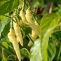 Aribibi Gusano Pepper Bolivian Chili Super Hot Caterpillar Pepper 200 Seeds