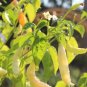 Aribibi Gusano Pepper Bolivian Chili Super Hot Caterpillar Pepper 200 Seeds