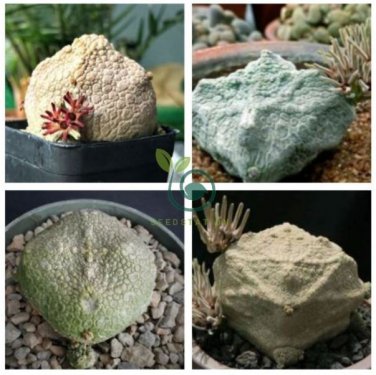 Pseudolithos cubiformis  2 Seeds