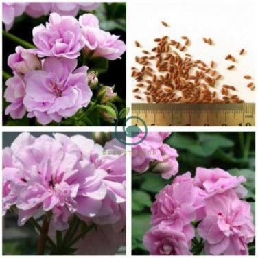 Geranium 'Royal Lavender' 20 Seeds