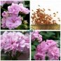 Geranium 'Royal Lavender' 20 Seeds