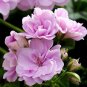 Geranium 'Royal Lavender' 20 Seeds