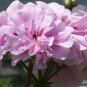 Geranium 'Royal Lavender' 20 Seeds