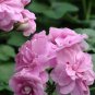 Geranium 'Royal Lavender' 20 Seeds