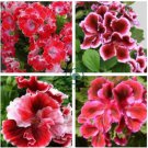 Geranium Red Corrugated Double Petals with White Centre Flowers  20 Seeds