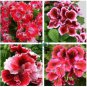 Geranium Red Corrugated Double Petals with White Centre Flowers  20 Seeds