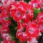 Geranium Red Corrugated Double Petals with White Centre Flowers  20 Seeds