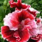 Geranium Red Corrugated Double Petals with White Centre Flowers  20 Seeds
