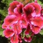 Geranium Red Corrugated Double Petals with White Centre Flowers 20 Seeds