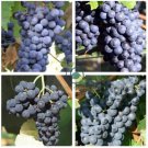 Valiant Black Grape  200 Seeds