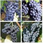 Valiant Black Grape  200 Seeds