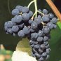 Valiant Black Grape  200 Seeds