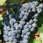 Valiant Black Grape  200 Seeds