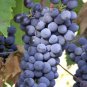 Valiant Black Grape 200 Seeds