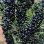 Lycium Ruthenicum Medlar Wolfberry  400 Seeds