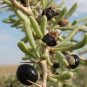 Lycium Ruthenicum Medlar Wolfberry  400 Seeds