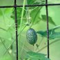 Heirloom Mouse Melon Sandiita Cucamelon Melothria Scabra  10 Seeds