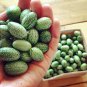 Heirloom Mouse Melon Sandiita Cucamelon Melothria Scabra  20 Seeds