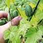 Heirloom Mouse Melon Sandiita Cucamelon Melothria Scabra 20 Seeds