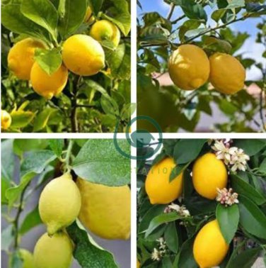 Rare Heirloom Mixed 9 Types of Lemon 40 Seeds