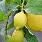 Rare Heirloom Mixed 9 Types of Lemon 40 Seeds