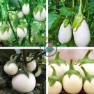 Lao White Eggplant 400 Seeds