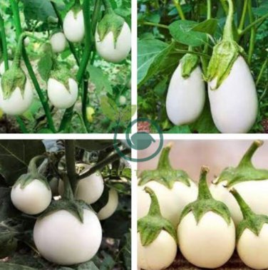Lao White Eggplant 400 Seeds
