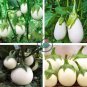 Lao White Eggplant 400 Seeds