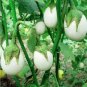 Lao White Eggplant 400 Seeds