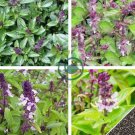 Heirloom Cinnamon Basil 40 Seeds