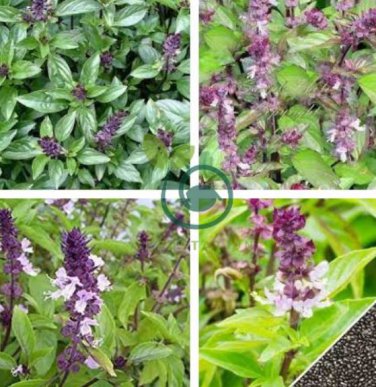 Heirloom Cinnamon Basil 40 Seeds