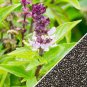 Heirloom Cinnamon Basil 40 Seeds