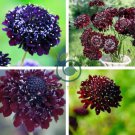 Scabiosa Atropurpurea Black Knight Kings 40 Seeds
