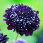 Scabiosa Atropurpurea Black Knight Kings 40 Seeds