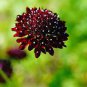 Scabiosa Atropurpurea Black Knight Kings 40 Seeds