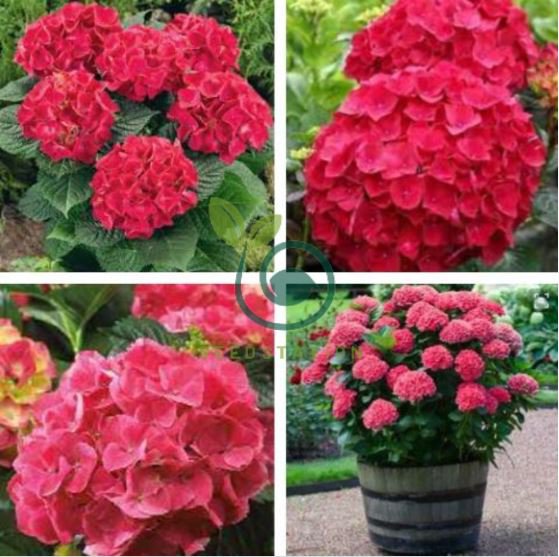 Hydrangea Bonsai Paniculata 'Vanilla Fraise 100 Seeds