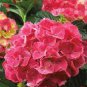 Hydrangea Bonsai Paniculata 'Vanilla Fraise 100 Seeds